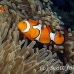 anemonefish_falseclown_nus_h_0705_png1877.jpg